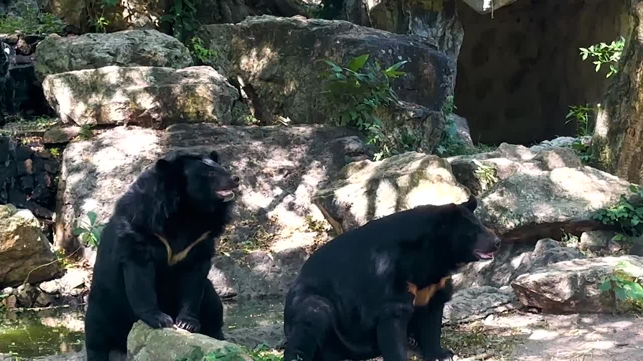Two black bears are seen resting and interacting on a rocky surface in a shaded area.