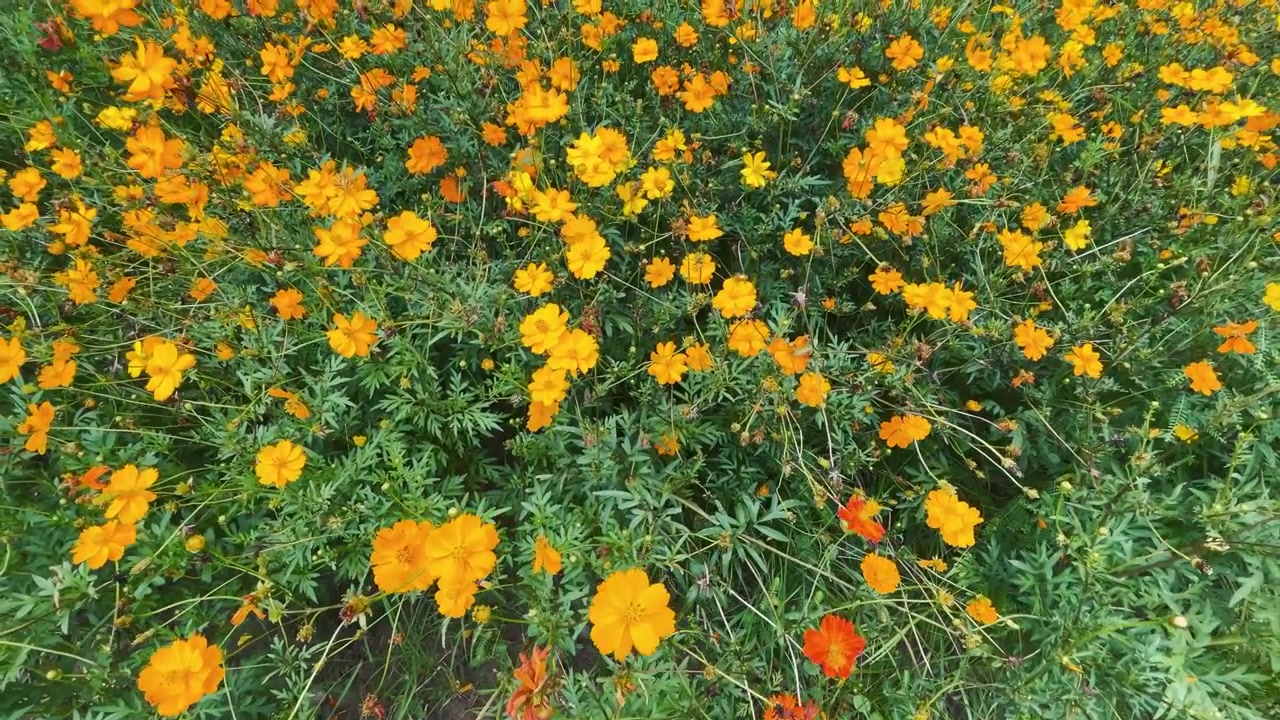 Campo Vibrante di Fiori di Cosmos Arancioni in Fiore