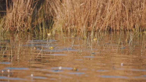 cuatro ranas nadan y salpican con las cabezas asomadas fuera del agua en un parque natural, lago de verano con hierba de río alta