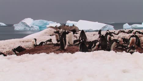 penguin colony in the antarctic
