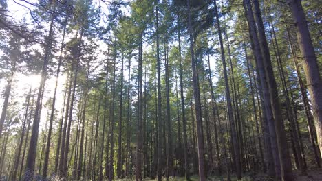 hermosos pinos altos capturados con panorámica derecha disparado con la luz del sol que fluye a través