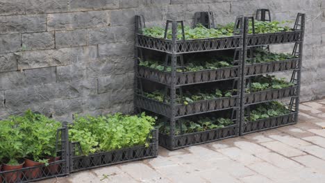 plant trays with growing seedlings