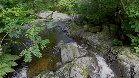 slow moving woodland stream with ferns, trees on the riverbank and water flowing over the rocks