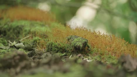 lichen or moss on fallen tree near wissahickon creek