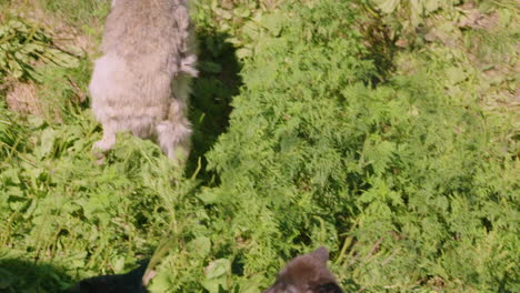 a fierce mother grey wolf walks around with her black pups following closely behind