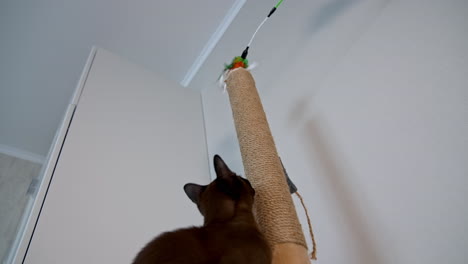 clever domestic cat. pedigree pet climbing indoors to catch a toy. brown purebred kitten at home. adorable burmese cat.