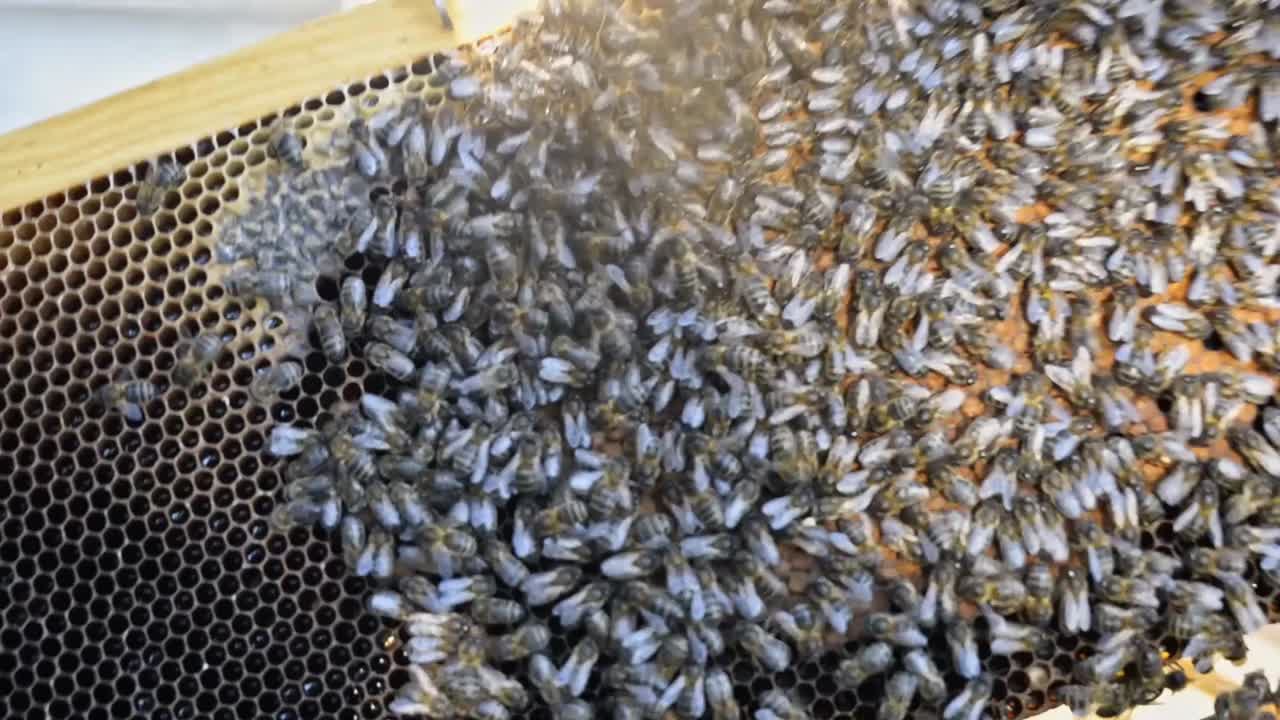 panal con abejas en un apiario