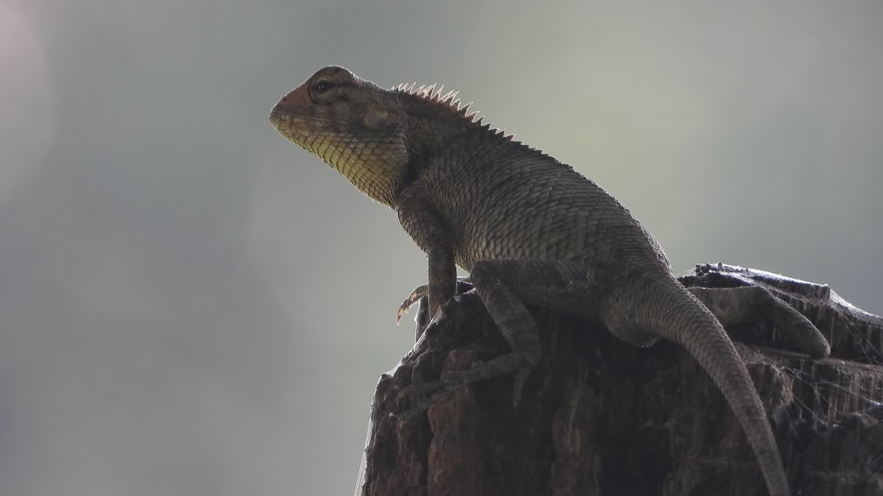 lagarto en el árbol esperando palanca