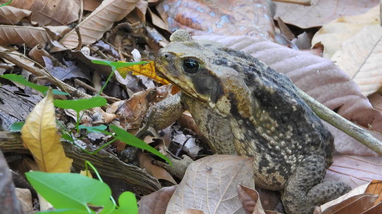 Close-up of frog feeding on leafy ground in forest in Colombia