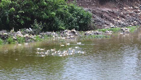 ducks gracefully swim together in a serene river