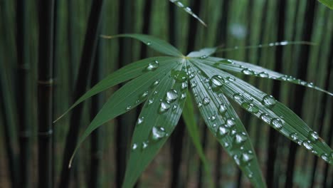 Close-up shot of bamboo leaves with water droplets, captured at eye level