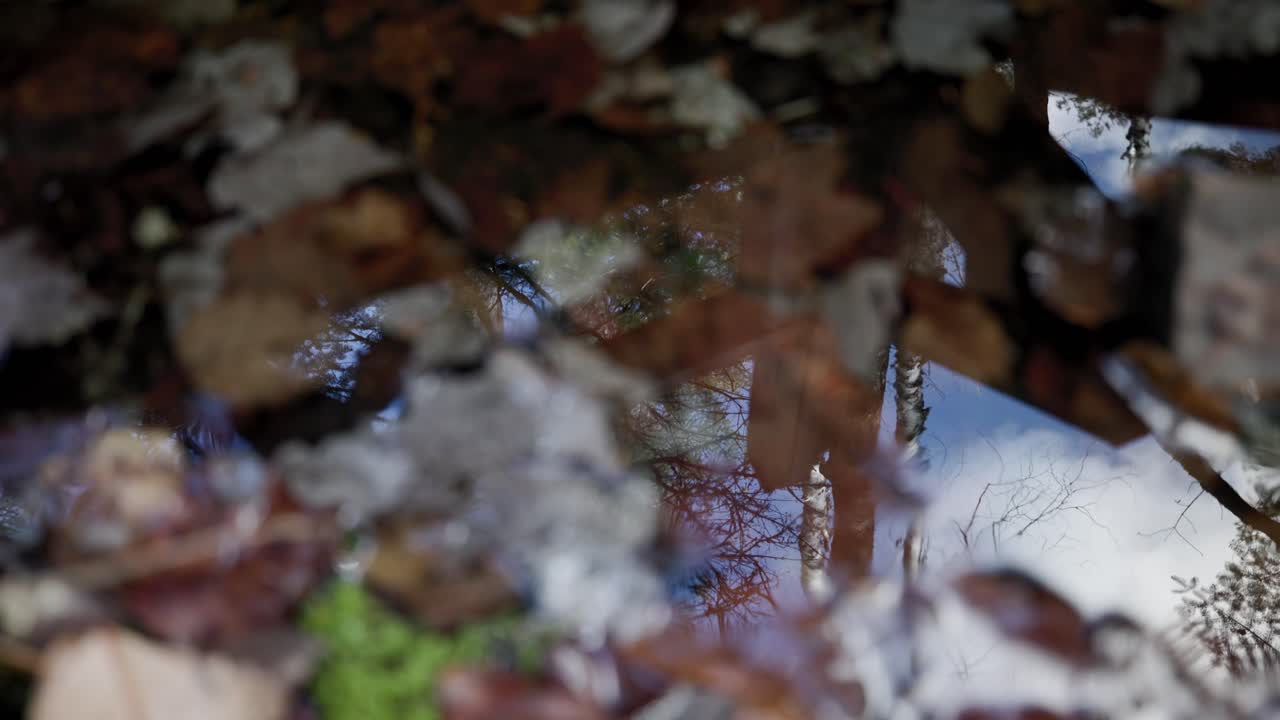 hojas de otoño en el lago con un reflejo de la persona que pasa