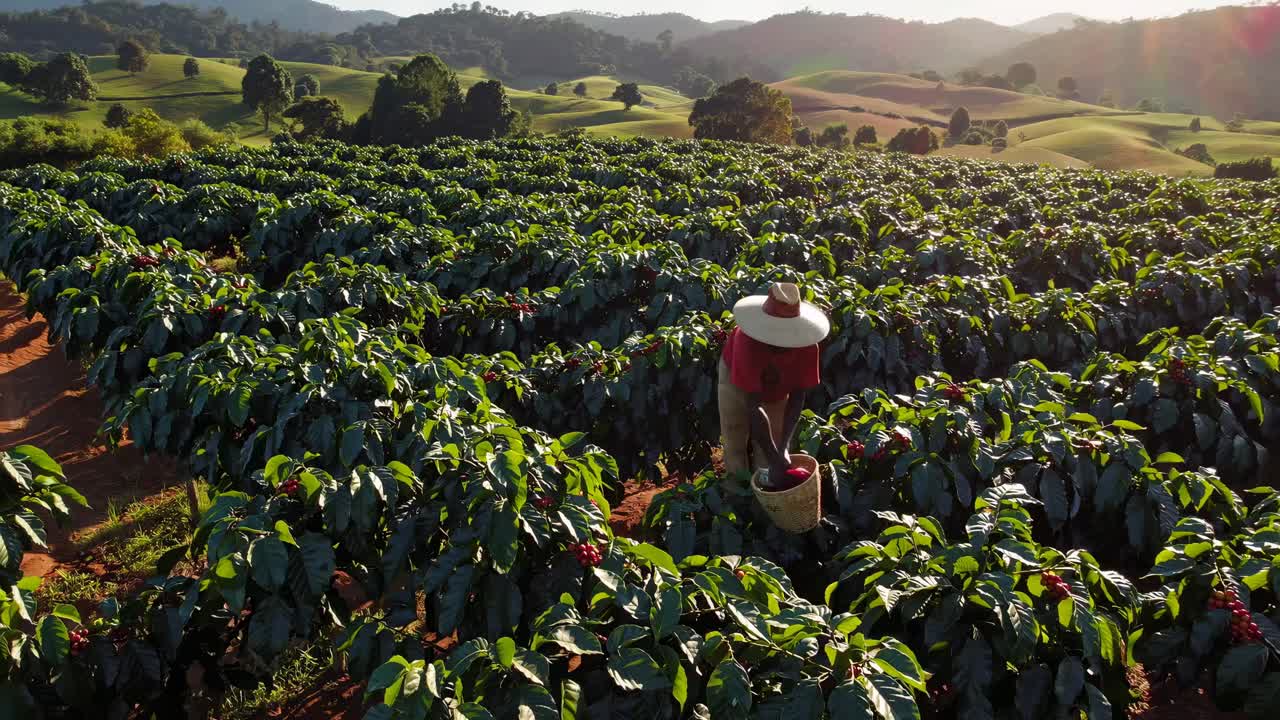 Coffee Harvest in a Mountain Plantation