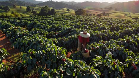 coffee harvest in a mountain plantation