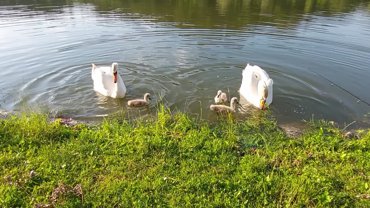 una familia de cisnes con tres bebés está nadando en un estanque y buscando comida en el banco del lago de hierba verde
