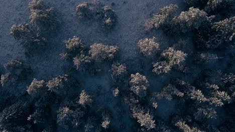 Volando-Sobre-El-Bosque-Nevado-De-Invierno-En-Indre-Fosen,-Noruega---Disparo-De-Un-Dron