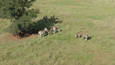Drone-footage,-Zebra-herd-with-babies-and-Wildebeest's-at-the-shade-of-a-tree