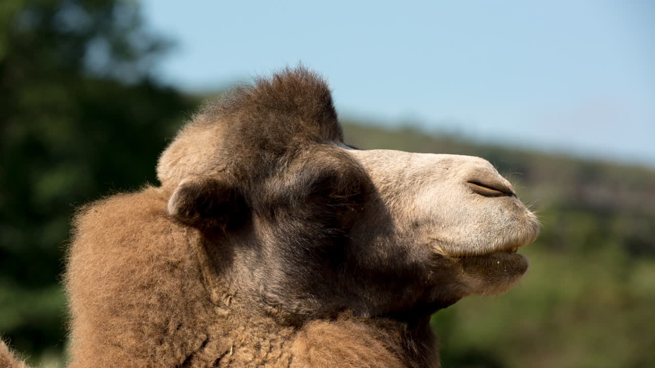 camello de cerca 36
