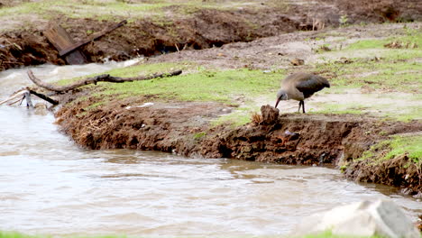 Single Hadeda ibis forage along muddy bank of river for invertebrate prey