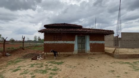 A-thatched-village-house-with-livestock-cattle's-standing-outside-in-a-village-in-Jharkhand,-India-in-a-cloudy-day