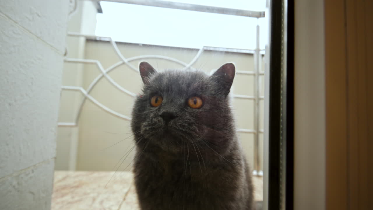 Primo piano di un gatto grigio in attesa dietro una porta a vetri all'interno