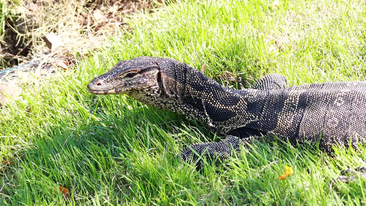 모니터 도마이 잔디을 가로질러 이동합니다.