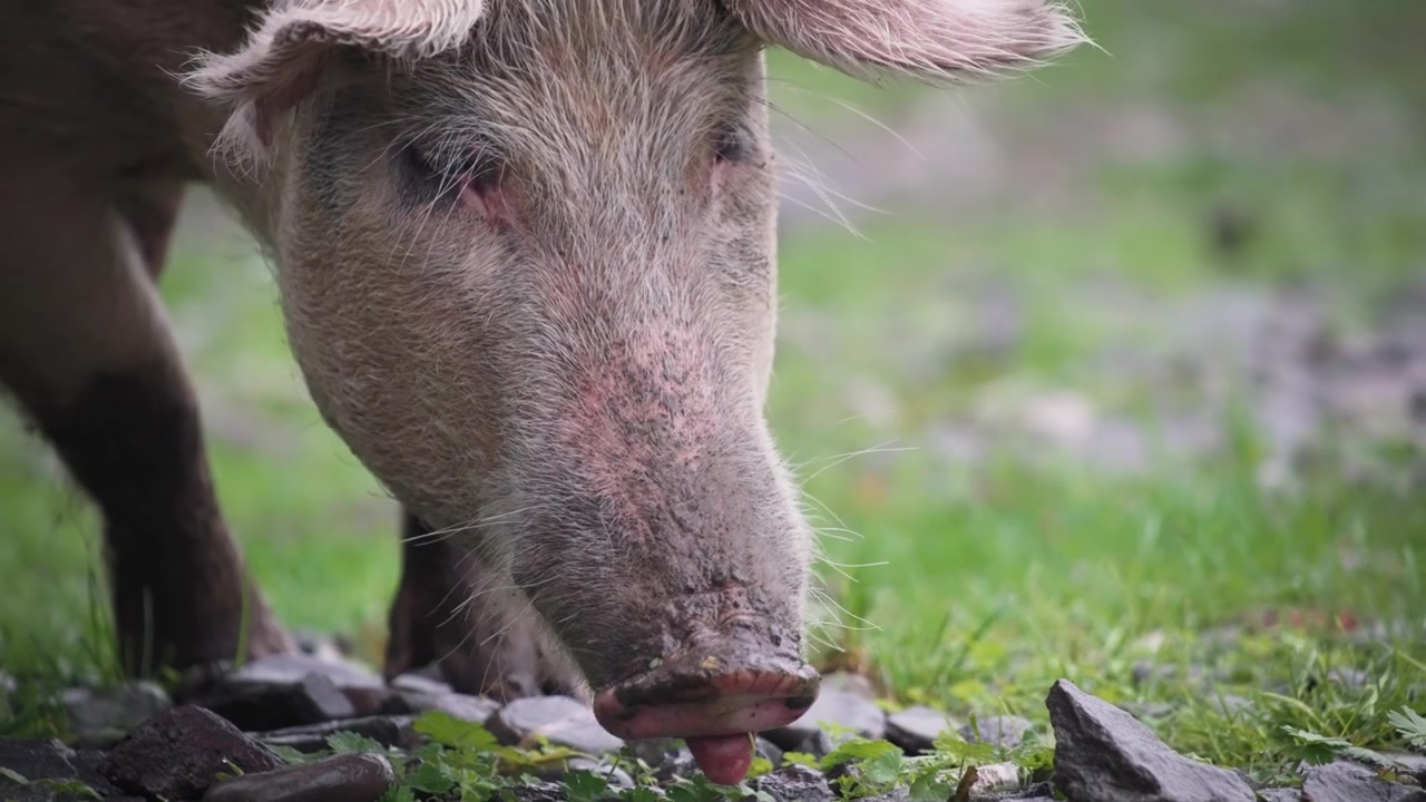 Un maiale che mangia cibo da terra