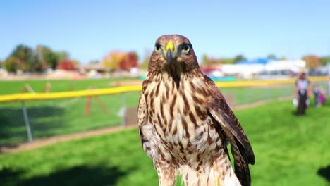 close up of red tail hawk in slow motion video  12 seconds