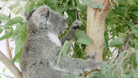 un lindo koala esponjoso en el dosel del eucalipto, comiendo hojas con gracia pero manteniendo un ojo sospechoso en los alrededores