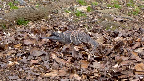 Dos-Palomas-Recogen-Migas-En-La-Hierba-Entre-Las-Hojas-Amarillas-Caídas