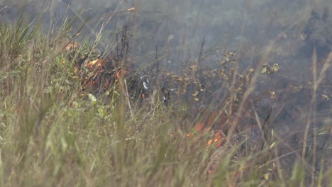 La-Deforestación-Y-El-Cambio-Climático-Provocan-Más-Incendios-Forestales-En-La-Selva-Amazónica