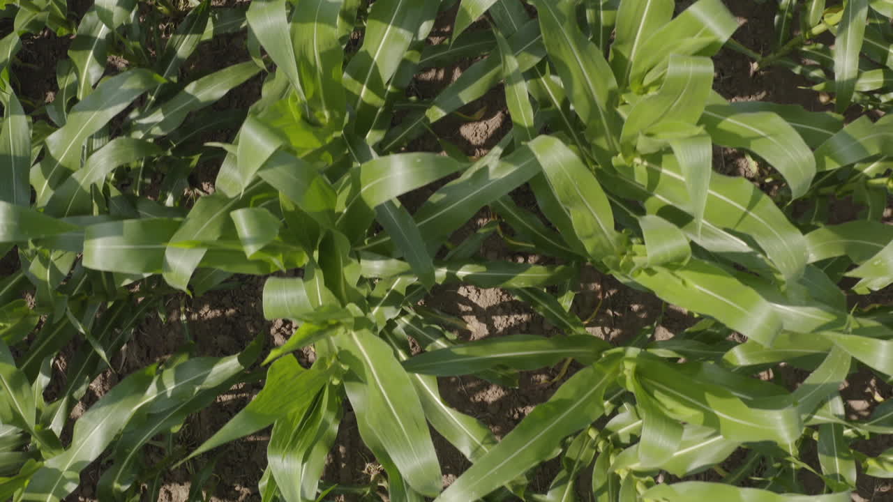 vista superior del campo de maíz agrícola