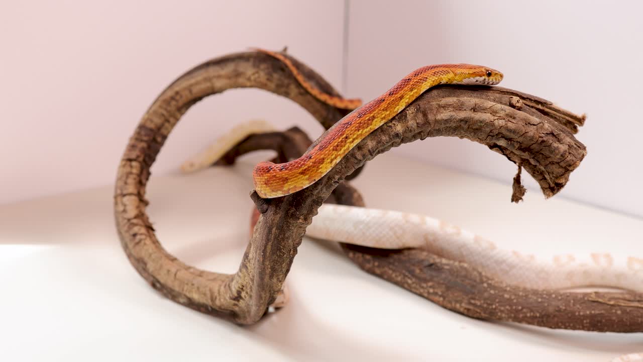 A corn snake moves gracefully through a twisted wooden branch in a well-lit white studio, highlighting its vibrant scales and natural behavior