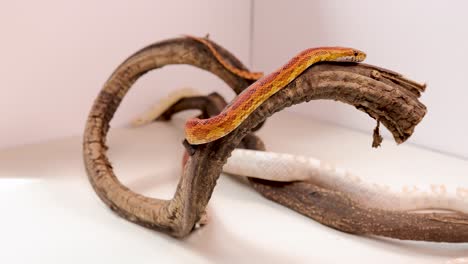 a corn snake moves gracefully through a twisted wooden branch in a well-lit white studio, highlighting its vibrant scales and natural behavior