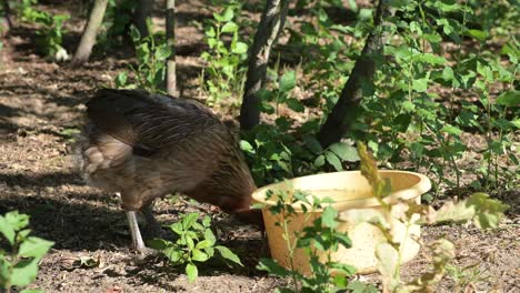 Isoliertes-Huhn,-Das-Aus-Einem-Gelben-Plastikeimer-Auf-Dem-Bauernhof-Isst