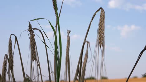 dry wheat growing against blue skies close up shot