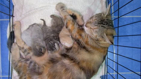 Cute-Kittens-Sucking-Milk-From-Mother-Cat-Lying-Inside-The-Cage-At-The-Pet-Expo-Thailand-2020-In-Bangkok