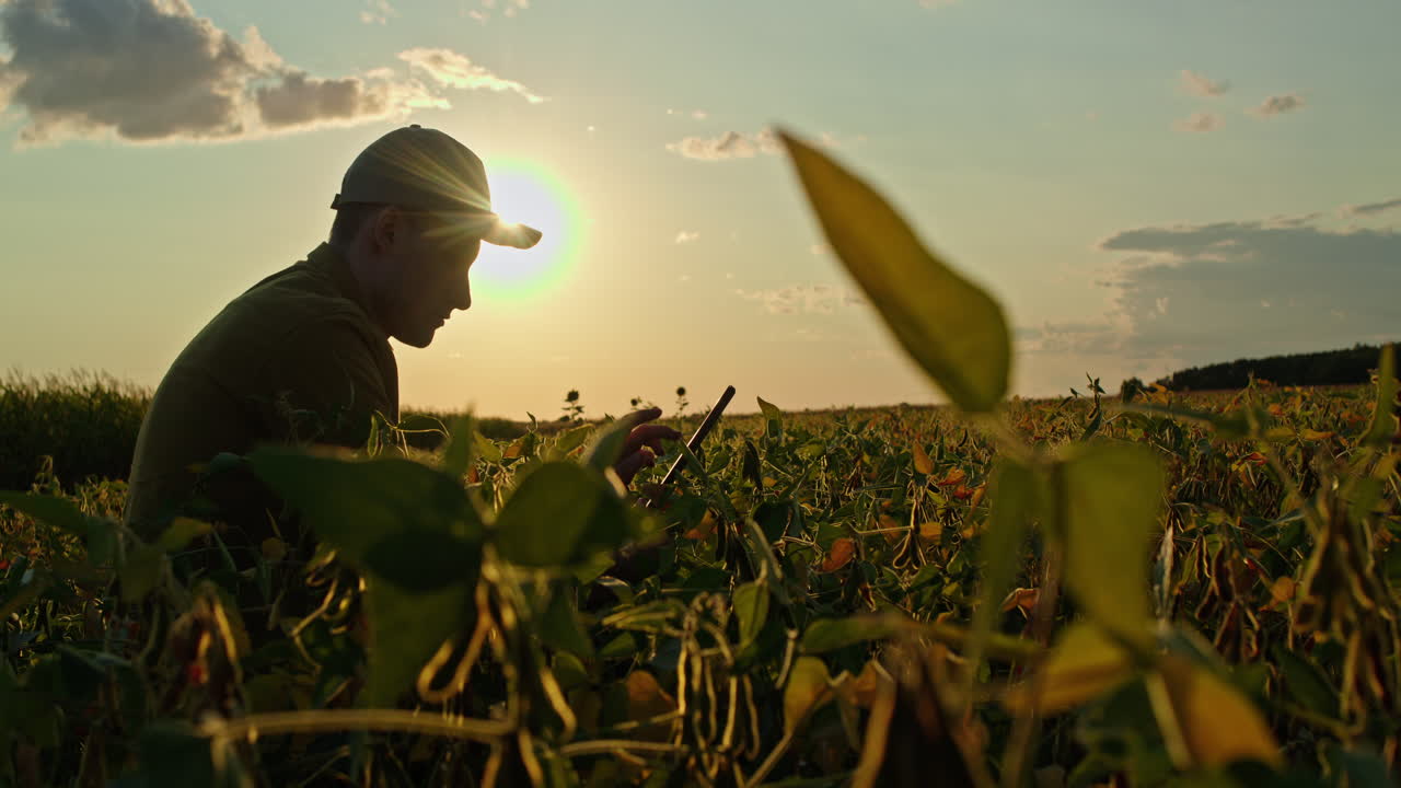 agricultor usando tableta en el campo de soja al atardecer