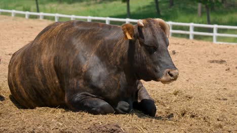 hanwoo cattle lying on the ground at farmland daytime