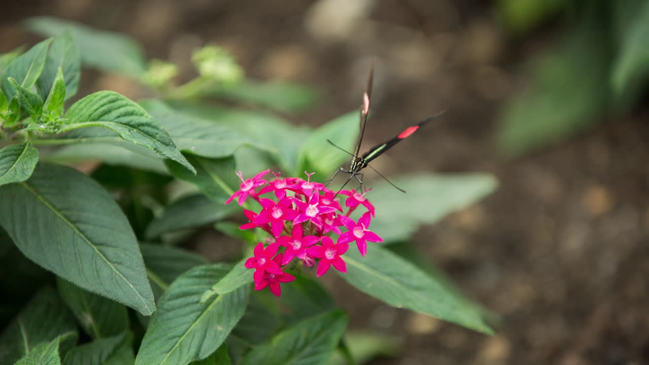 나비 클로즈업 00