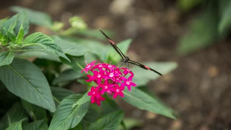 Schmetterling-Nahaufnahme-00