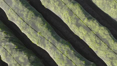 unique rotating aerial rise over a massive netted orange tree grove on a summer day