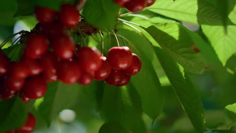 juicy ripe fruit bunch ready harvest on tree. raw nature vitamin nutrition.