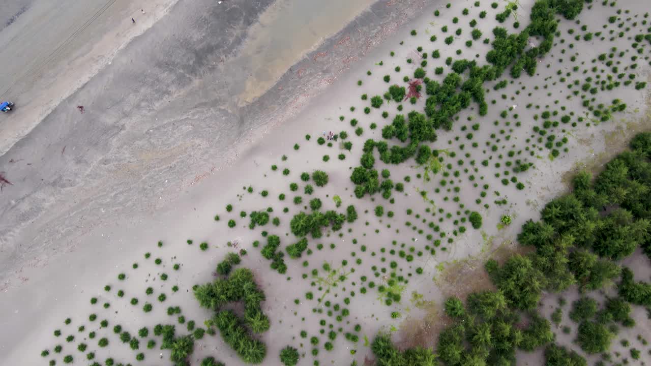 solución contra el calentamiento global, reforestación en la costa arenosa, aérea de arriba hacia abajo, kuakata, bangladesh