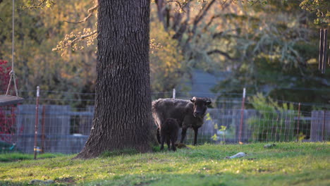 newborn lamb learning to walk and jump with mom ewe
