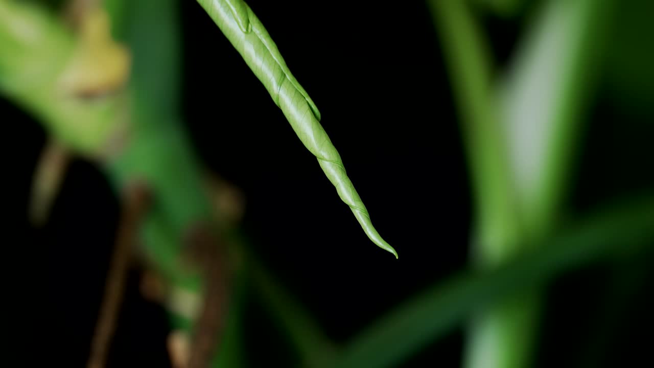 hoja sin abrir de la planta de monstera en el jardín