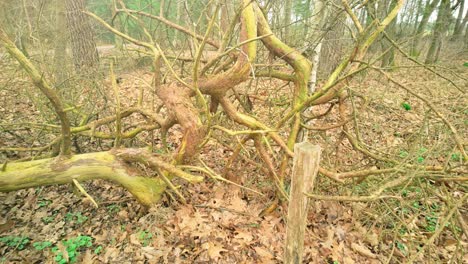 dry dead twisting branches of a tree in a forest during autumn