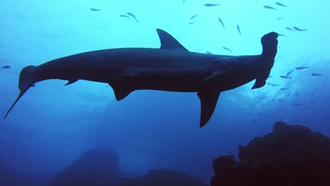 hammerhead swims over the camera with lots of small fish around