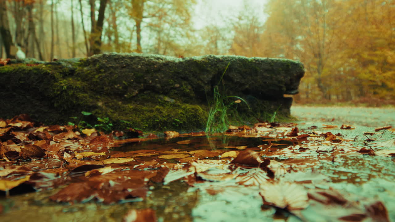 Autumn Fall Season With Wet Leaves in the Mountains