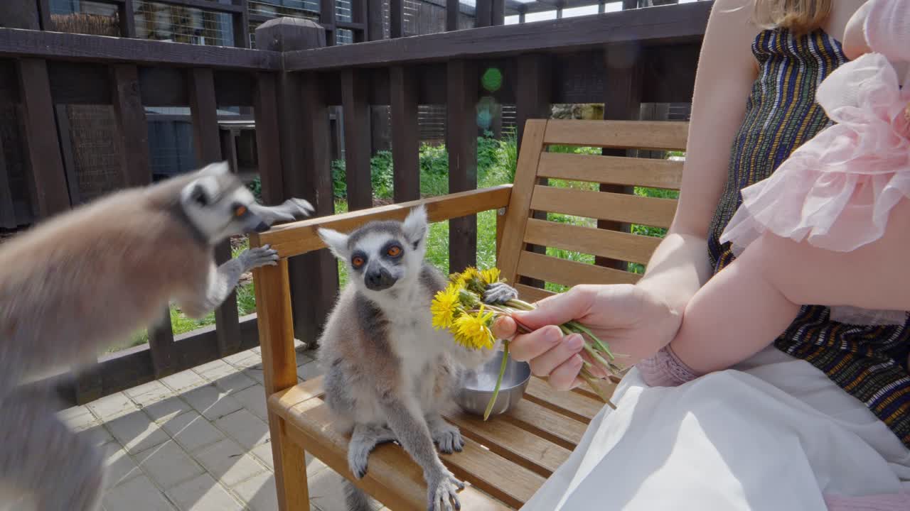Two ring-tailed lemurs (Lemur catta) curiously approach a woman holding a baby and yellow flowers on a wooden bench, slow motion pull away, interaction in outdoor enclosure under daylight
